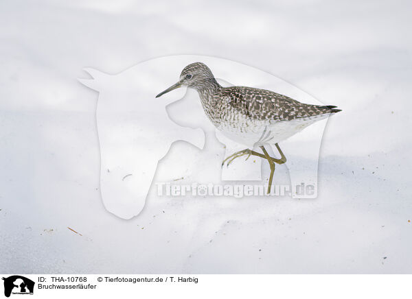 Bruchwasserlufer / wood sandpiper / THA-10768