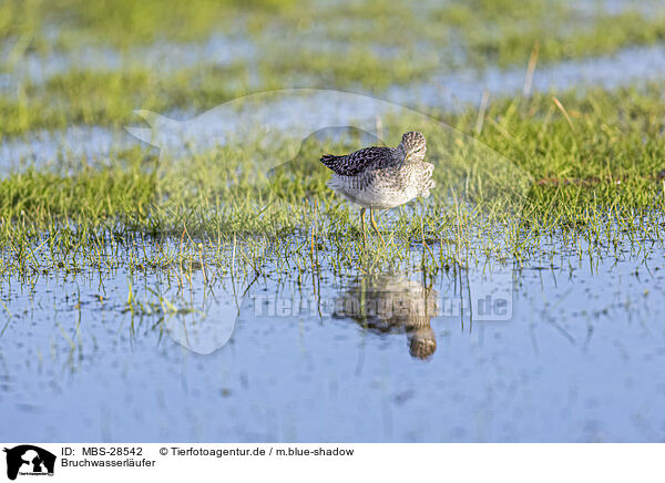 Bruchwasserl�ufer / wood sandpiper / MBS-28542