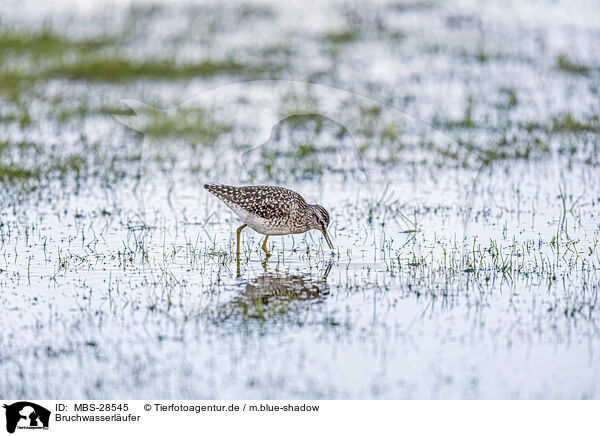 Bruchwasserlufer / wood sandpiper / MBS-28545