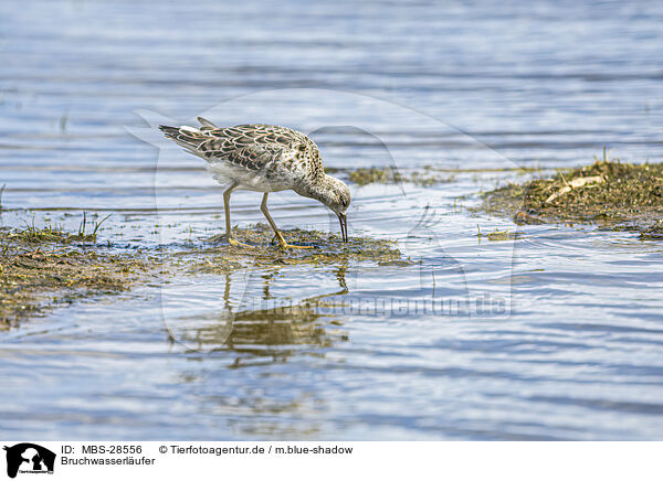 Bruchwasserlufer / MBS-28556