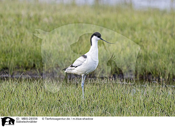 Sbelschnbler / avocet / MBS-28558