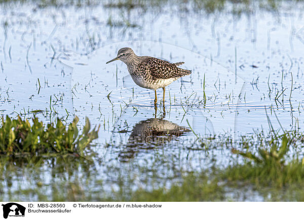 Bruchwasserl�ufer / wood sandpiper / MBS-28560