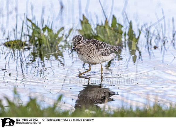 Bruchwasserlufer / MBS-28562