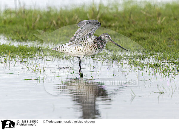 Pfuhlschnepfe / bar-tailed godwit / MBS-28566