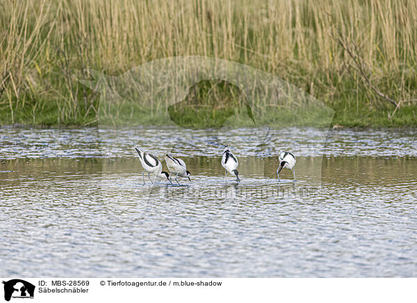S�belschn�bler / avocet / MBS-28569