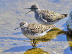 stehende Bruchwasserlufer