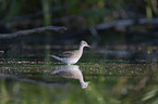 Bruchwasserlufer im Wasser