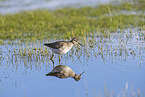 Bruchwasserlufer