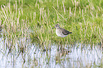 Bruchwasserlufer