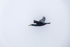Kormoran