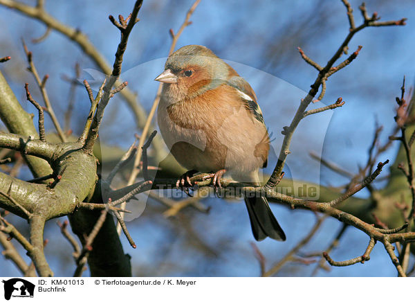 Buchfink / Chaffinch / KM-01013