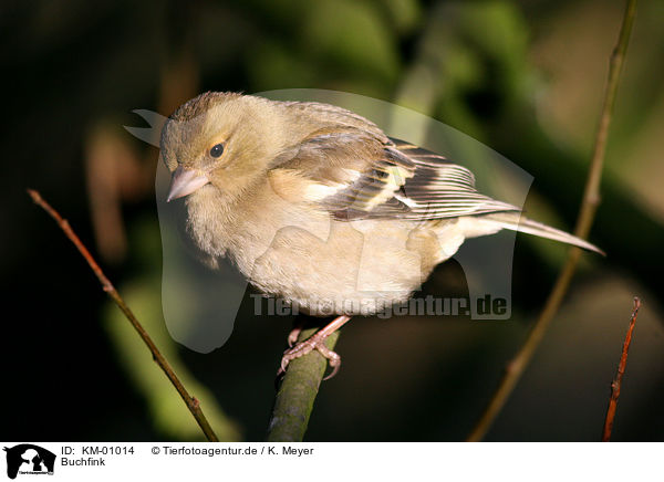 Buchfink / Chaffinch / KM-01014