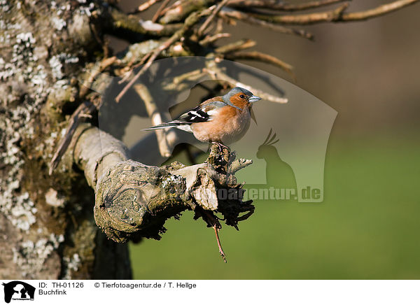 Buchfink / Chaffinch / TH-01126