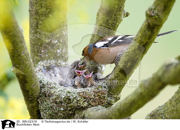 Buchfinken Nest / WS-02316