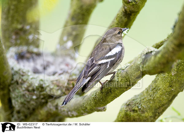 Buchfinken Nest / WS-02317