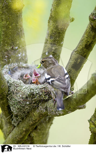 Buchfinken Nest / WS-02318