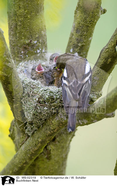 Buchfinken Nest / chaffinch nest / WS-02319