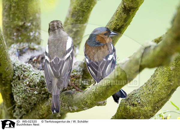 Buchfinken Nest / chaffinch nest / WS-02320