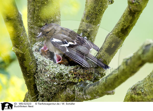 Buchfinken Nest / WS-02323