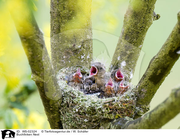 Buchfinken Nest / chaffinch nest / WS-02324