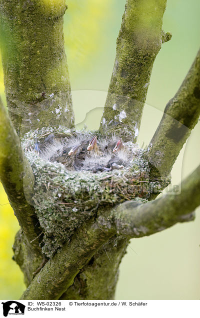 Buchfinken Nest / chaffinch nest / WS-02326