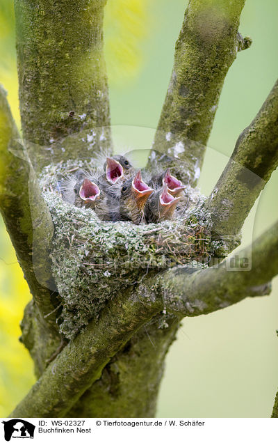 Buchfinken Nest / chaffinch nest / WS-02327