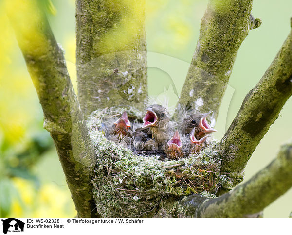 Buchfinken Nest / WS-02328