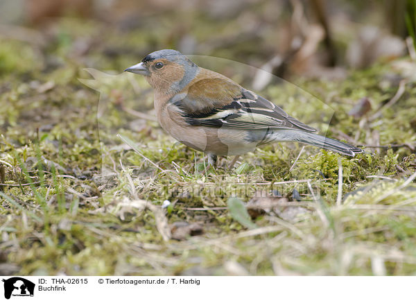Buchfink / common chaffinch / THA-02615