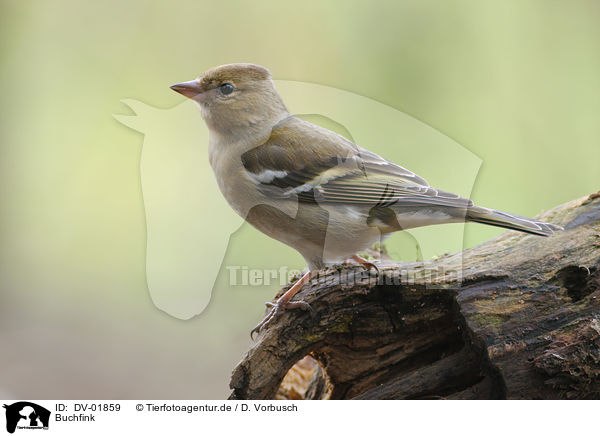 Buchfink / common chaffinch / DV-01859