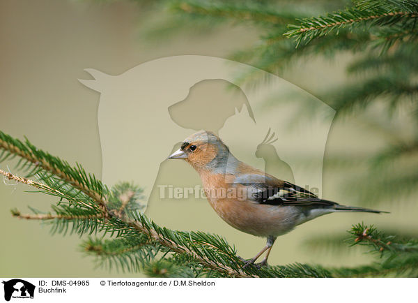 Buchfink / common chaffinch / DMS-04965