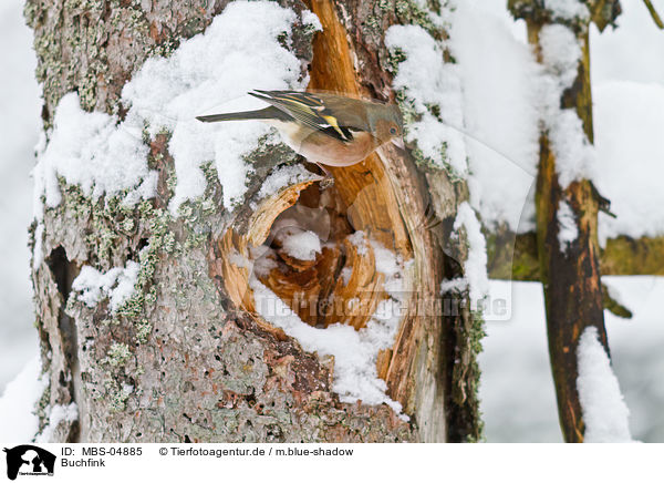 Buchfink / common chaffinch / MBS-04885