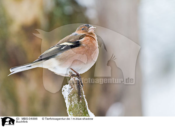 Buchfink / common chaffinch / MBS-04886