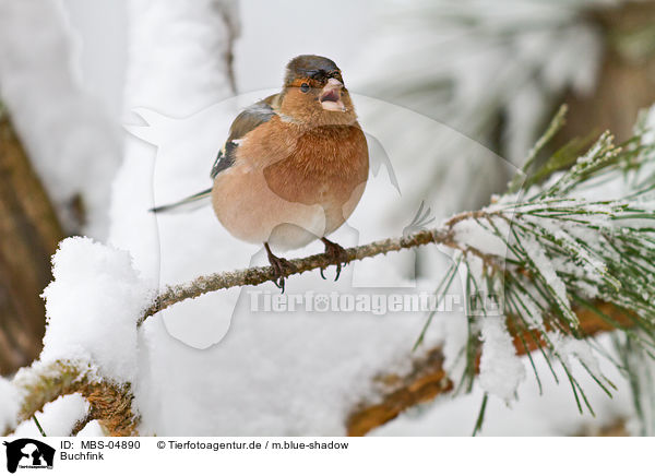 Buchfink / common chaffinch / MBS-04890