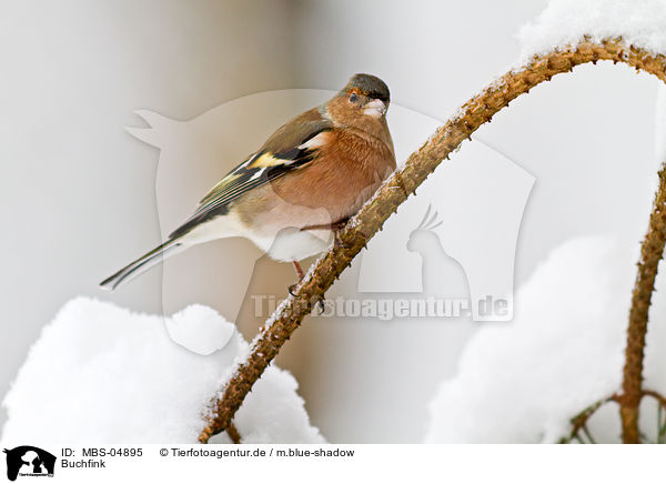 Buchfink / common chaffinch / MBS-04895