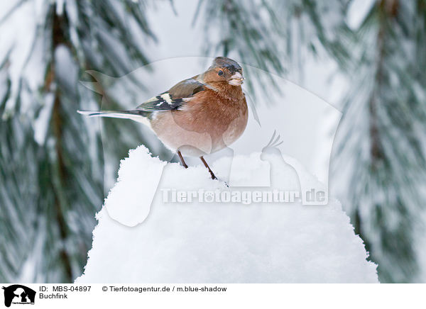 Buchfink / common chaffinch / MBS-04897