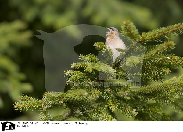 Buchfink / common chaffinch / THA-04143
