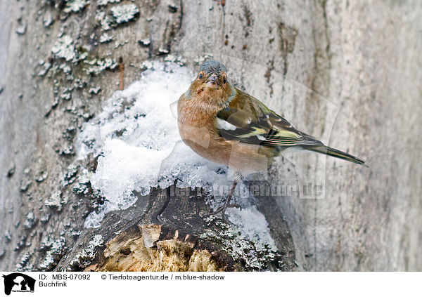 Buchfink / common chaffinch / MBS-07092