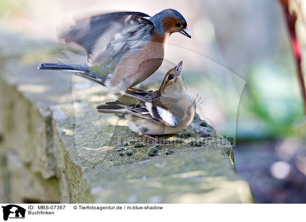 Buchfinken / common chaffinches / MBS-07367