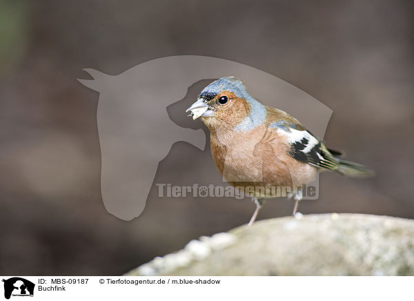 Buchfink / common chaffinch / MBS-09187