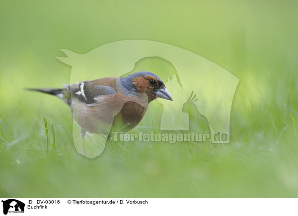 Buchfink / common chaffinch / DV-03016