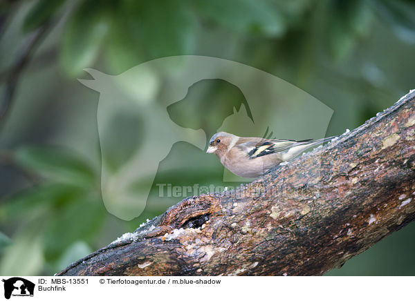 Buchfink / common chaffinch / MBS-13551