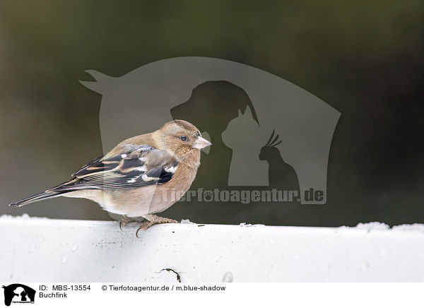 Buchfink / common chaffinch / MBS-13554