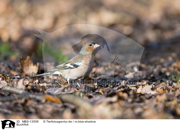 Buchfink / common chaffinch / MBS-13556