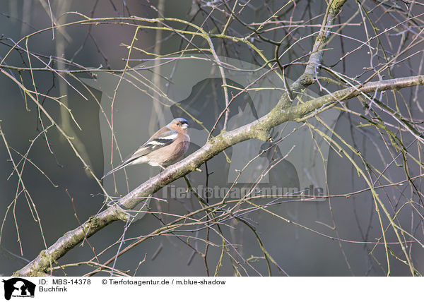 Buchfink / common chaffinch / MBS-14378