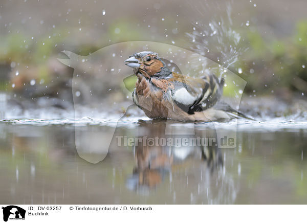 Buchfink / common chaffinch / DV-03257