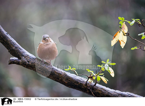 Buchfink / common chaffinch / MBS-15662