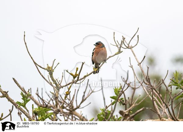 Buchfink / common chaffinch / MBS-18760