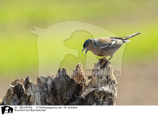 Buchfink auf Baumstumpf / Chaffinch on tree stump / WS-08764