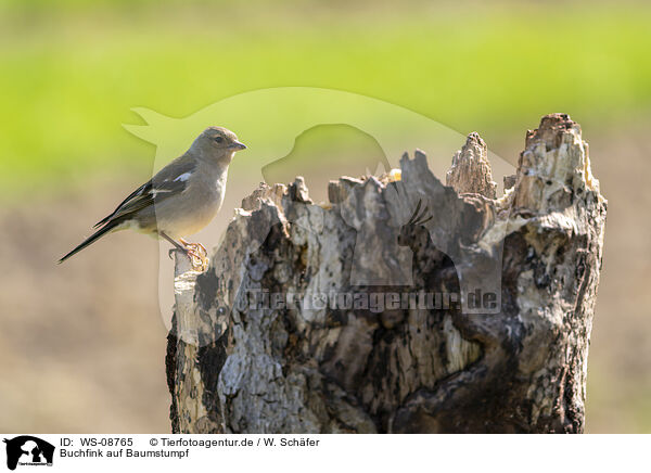 Buchfink auf Baumstumpf / Chaffinch on tree stump / WS-08765