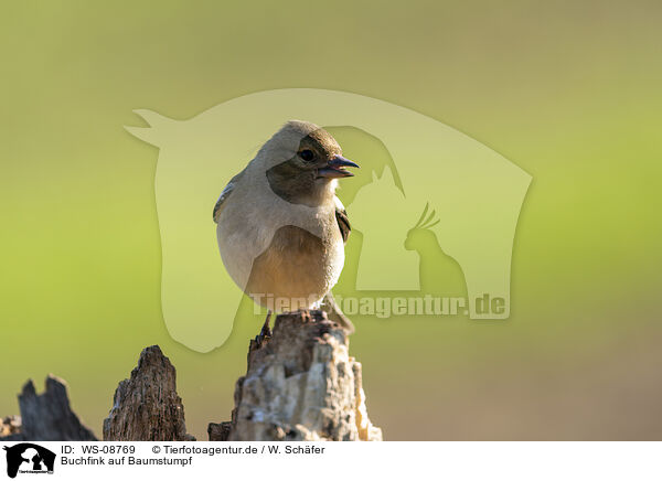 Buchfink auf Baumstumpf / Chaffinch on tree stump / WS-08769